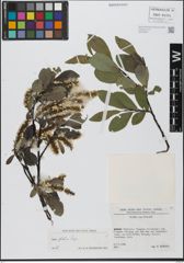 Foto von Salix glabra Scop.